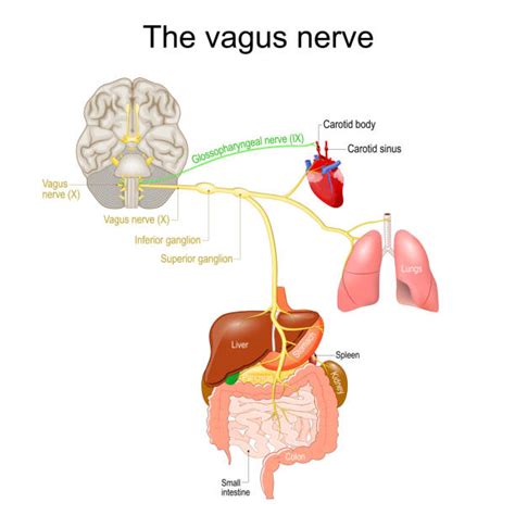 Image result for Vagus Nerve Function