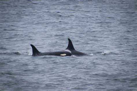 Conservation group blames Bering Sea trawlers for orca deaths, plans to sue feds : r/OrcaGroup