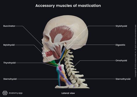 Muscles of Mastication Lecture 的图像结果