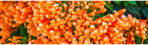 Mphmi Live Plants Flaming Plant Trumpet - Creepers & Climbers Flowers ...