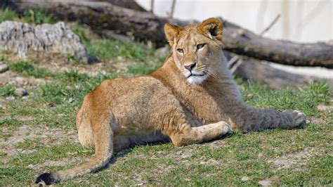 Download wallpaper 3840x2160 lioness, glance, animal, predator, big cat ...