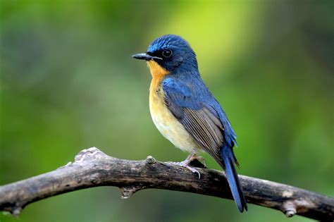 free bird quotes