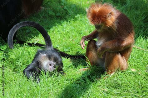 Image result for Java Langue