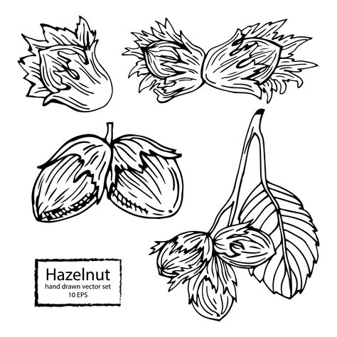 Image result for Hazelnut How to Identify