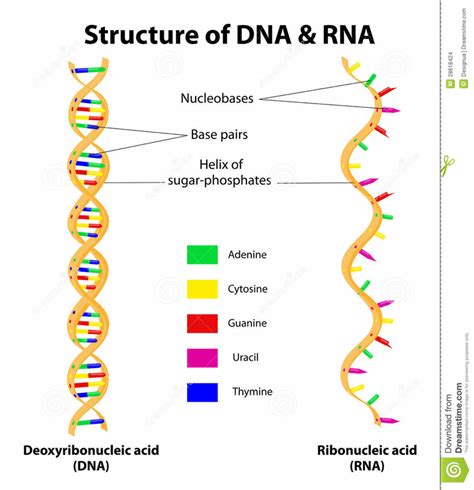 Image result for RNA DNA Explained