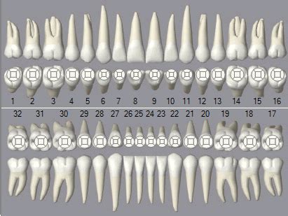 Open Dental Software - Graphical Tooth Chart