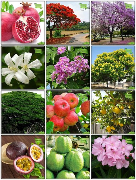 Creative Farmer Seeds And Plants Combo Tree Seeds : Jacaranda, Delonix ...