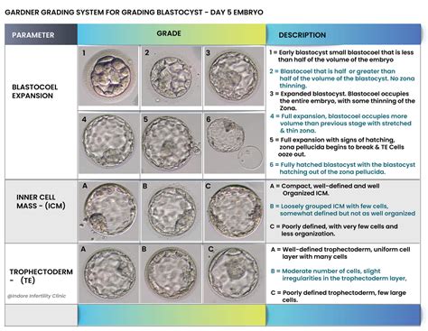 A Patient's Guide to Embryo Grading - How Good Are My Embryos?