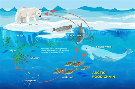 Arctic Sea Ice Day AAC Toolkit | Polar Bears International