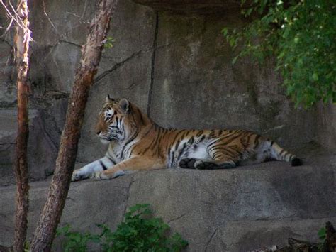 Brookfield Zoo - 2021 What to Know Before You Go (with Photos ...