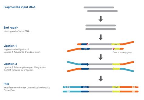 DNA Library Prep 的图像结果