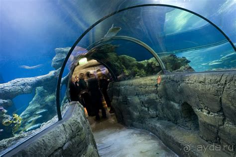 Лондонский аквариум «Морская жизнь» в Лондоне