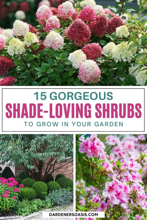 Shade Loving Shrubs: Top 10 Options for Your Garden Bed