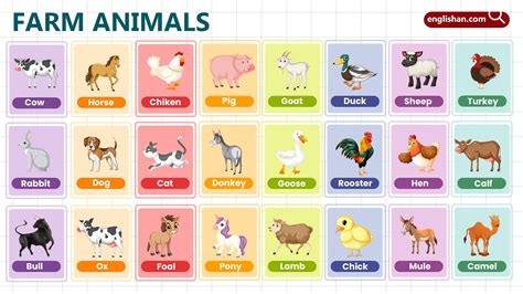 Farm Animals Names for Kids with Pictures • Englishan