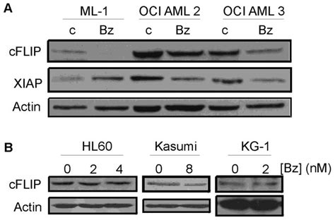 The Proteasome Inhibitor Bortezomib Sensitizes AML with Myelomonocytic ...