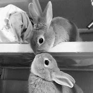 Image result for Cute Bunnies Kissing
