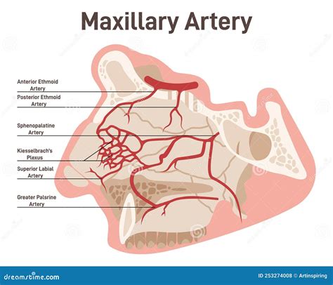 Head and Face Circulatory System. Anatomical Diagram of Maxillary ...