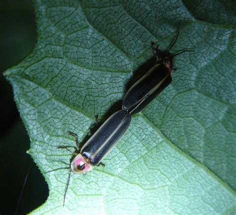 Lightning Bugs: Nighttime Marvels | backyardsfornature.org