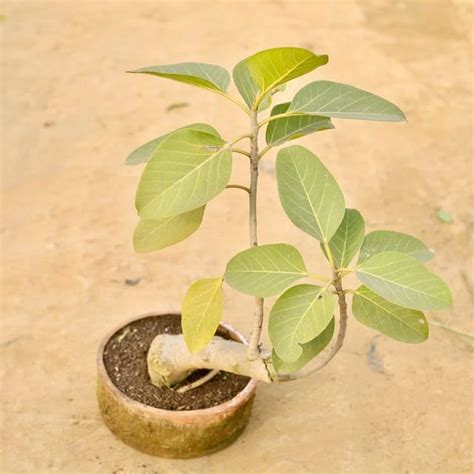 Badh/Banyan tree in 8 inch Evergreen Plant Clay Tray : Amazon.in ...