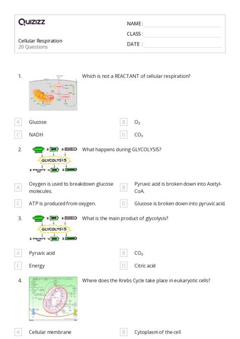 50+ cellular respiration worksheets for 12th Class on Quizizz | Free ...