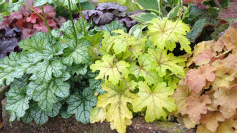 Heuchera care guide: how to grow coral bells in your garden | Gardeningetc