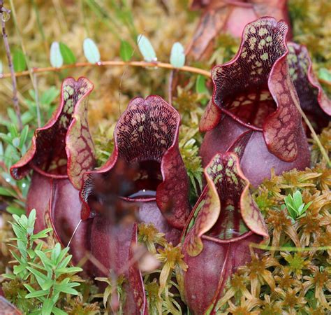 Pitcher Plant