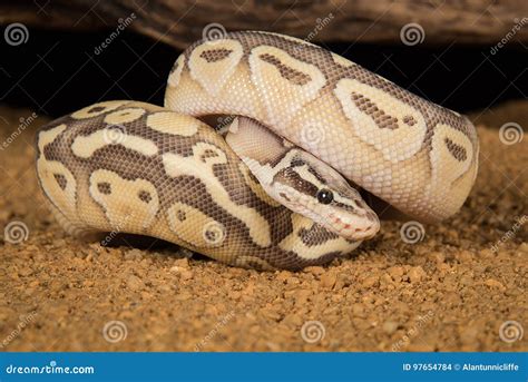 Image result for Royal Python Poo