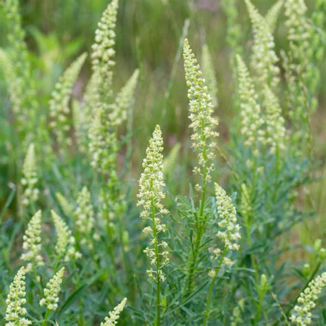 Yellow mignonette (Reseda lutea) Flower, Leaf, Care, Uses - PictureThis