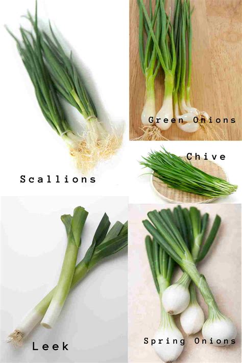 What Are Scallions And Green Onions » Joyful Dumplings