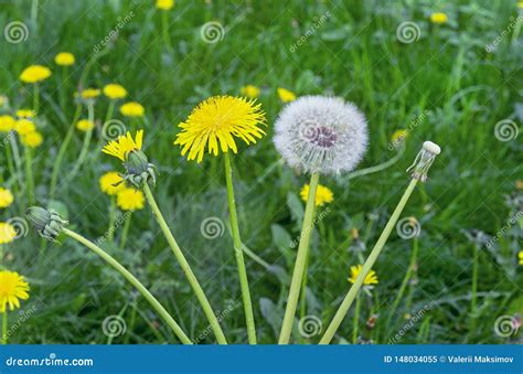 Dandelion Flower. the Life Cycle of a Dandelion Stock Image - Image of ...
