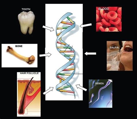 Forensic DNA 的图像结果