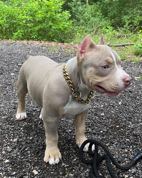 All About The Average Pitbull Price: How Much Do These Dogs Truly Cost?