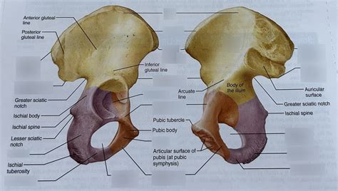 Posterior Pelvic Bone Anatomy
