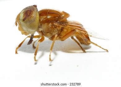 Fly Side View 的图像结果