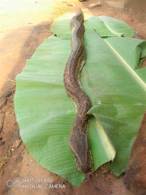 Image result for Python Muffler or a Python Trap