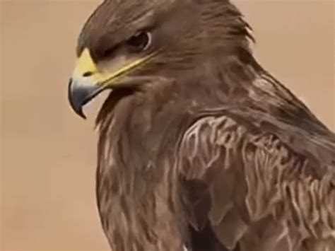 Desert Districts Disease Risk Rises; Falcons Arrive Due to Iran War
