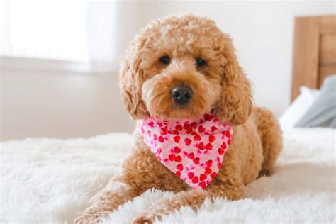 Image result for Mini Cockapoo Female Size