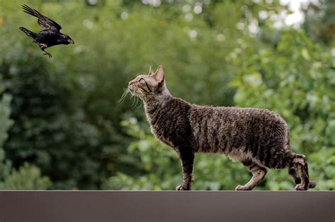 Image result for Hawk Catching Cat