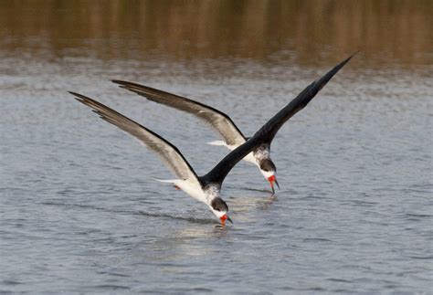 Black Skimmer | Audubon North Carolina