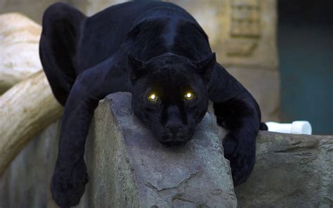 Download Black Panther Animal Glowing Eyes Wallpaper | Wallpapers.com