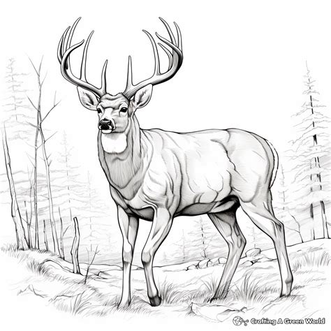 Deer Buck Coloring Pages Whitetail Doe Color Outline Print Drawing ...