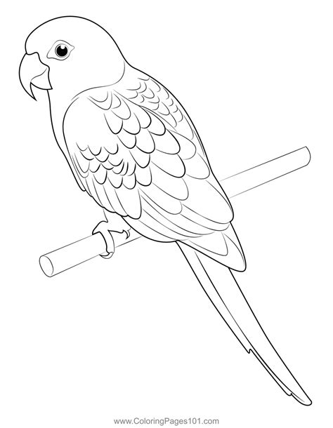 Image result for Parrot Coloring Pages