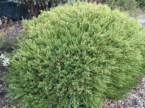 Baccharis Pilularis Twin Peaks