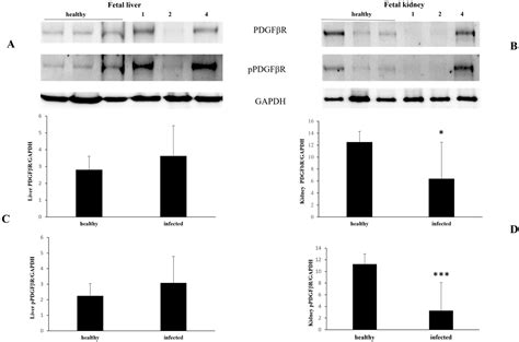 Vertical Intrauterine Bovine and Ovine Papillomavirus Coinfection in ...