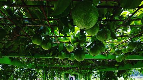 ISTANA JAMBU KEDIRI - All You SHOULD Know Before Going 2026 (with ...