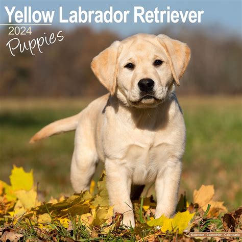 Yellow Lab Dogs