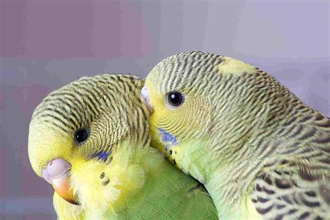 8 Top Friendly Pet Bird Species