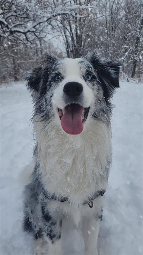 [OC] another wallpaper worthy picture of my boy : r/aww
