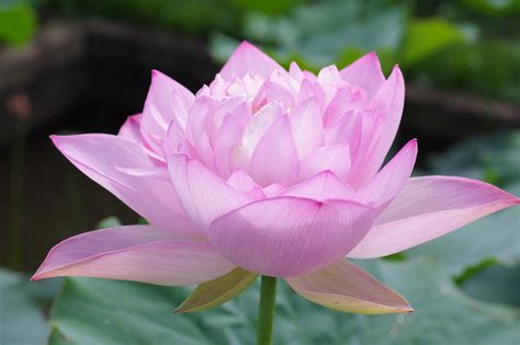 Lotus | ture Japan | Nature Photographs