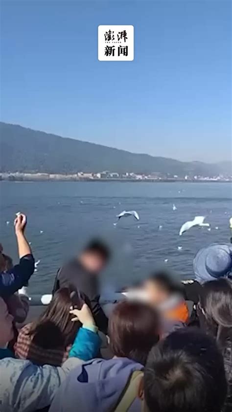 男孩抓海鸥欲强塞进瓶子带走，监护人被罚两千元_凤凰网视频_凤凰网